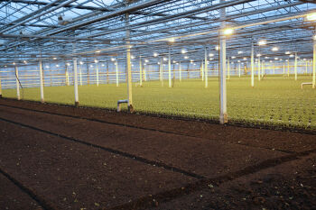 Over Chrysantenkwekerij Bovebo