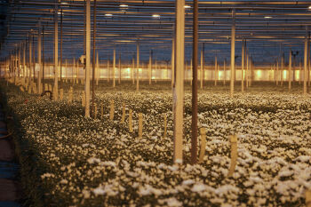 Over Chrysantenkwekerij Bovebo